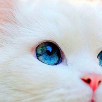 blue eyes