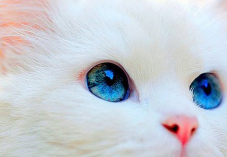 blue eyes - blue, eyes