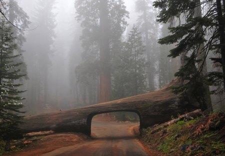 Beautiful And Good Idea - nature, idea, forest, beautiful, good, tree, road