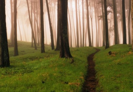 Beautiful Forest - trees, nature, beautiful, green, forest, light