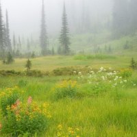 FIELDS IN THE MIST