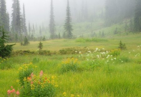 FIELDS IN THE MIST - morning, fields, trees, spring, milst, canada, green, flowers, landscapes