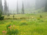 FIELDS IN THE MIST