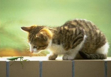 MAKING FRIENDS? - pets, insects, curiosity, nature, kittens, bugs, praying mantids, cats, friends