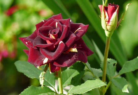 VELVET BLOOD-ROSE - love, roses, romance, blooms, valentine, gardens, flowers