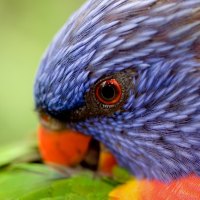 Rainbow Lorikeet