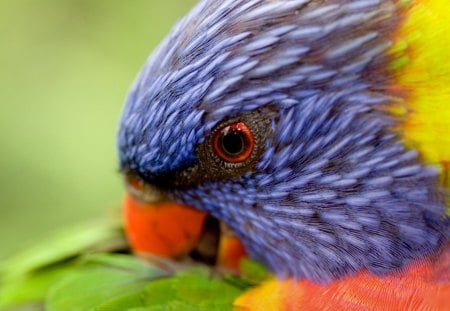 Rainbow Lorikeet