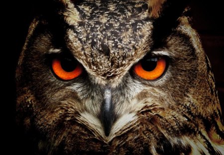 Looking Serious 101 - red eye, dark, owl, bird