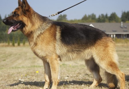 german shepherd - war, protection, german shepherd, policedog