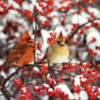 Cardinal Pair 2