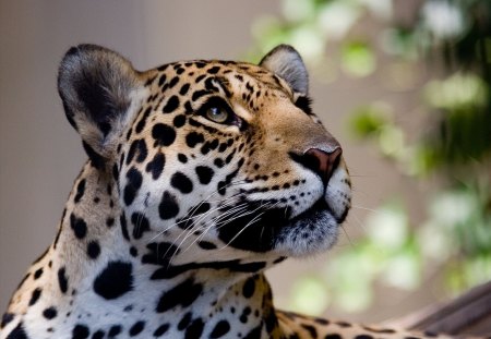 *** JAGUAR *** - animal, brown, jaguar, animals