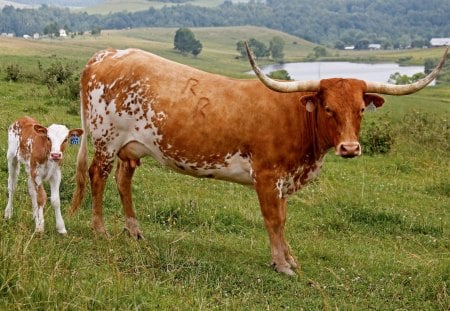 *** Cow with calf in a meadow *** - cow, animals, meadow, calf