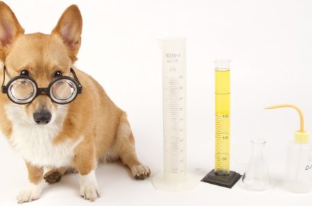 *** Dog with glasses *** - dogs, glases, animals, glass