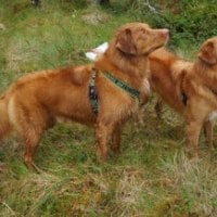 *** Two brown dogs ***