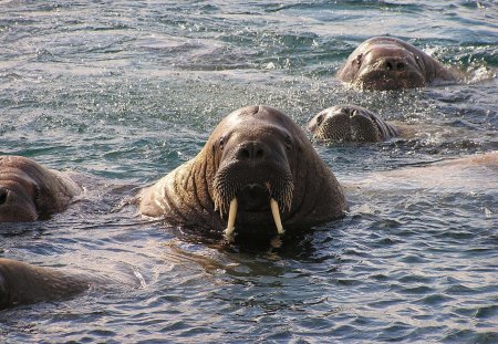 *** Walrus *** - animal, water, brown, walrus