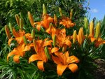 *** Orange Lilies ***