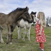 *** Girl and horses on the meadow ***