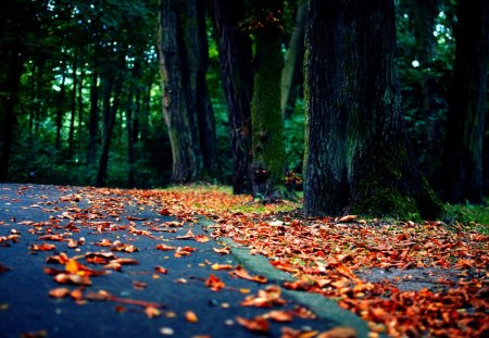 AUTUMN PARK - trees, nature, pavement, autumn, park, foliage