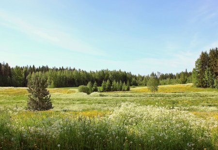 Beautiful Field - trees, august, summer, beautiful, grass, flowers, white, nature, autumn, green, field, nice, sky