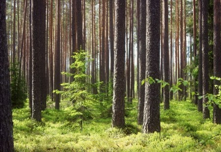 Green Forest - forest, nice, beautiful, trees, nature, wood, green, grass