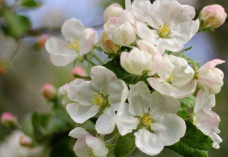 Peach Blossom - pink, beautiful, flowers, spring, blossom, amazing, white, peach, nature