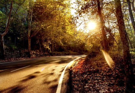 FOREST ROAD - shine, forest, road, sunlight, autumn