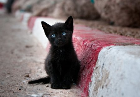 Sweet Kitty - beauty, black cat, cat face, animals, eyes, road, paws, face, pretty, cat eyes, cute, adorable, cat, kitty, blue eyes, lovely, kitten, beautiful, cats, sweet