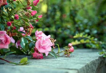 Pink Rose - flower, pink, nature, rose