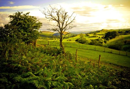 GREEN FIELD - fence, landscape, field, hills, nature