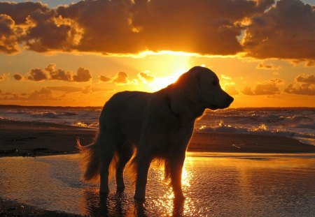 Dog - clouds, beach, beautiful, sea, dog, ocean, lovely, sand, sweet, playful, nature, dogs, cute, sky, animals