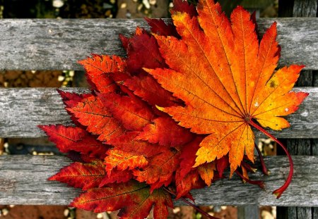 MAPLE LEAVES - maple, photo, leaves, autumn