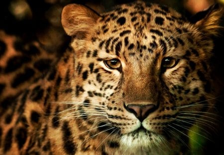 THE PREDATOR - leopard, predator, wild, cat