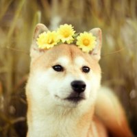 Flower power