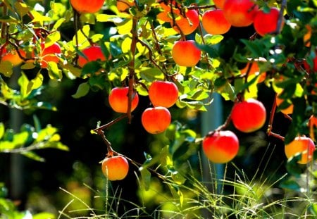 APPLES - garden, fruits, apples, autumn