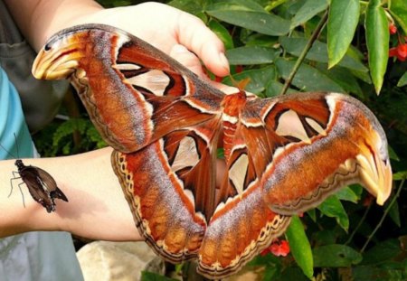 Atlas Moth - atlas, leaf, moth, hand