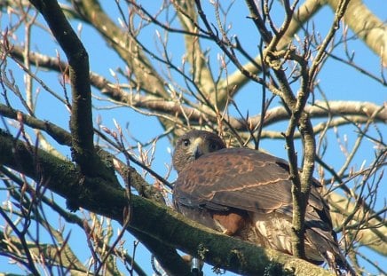 Red Tailed Hawk - animals, birds, hawks, raptors