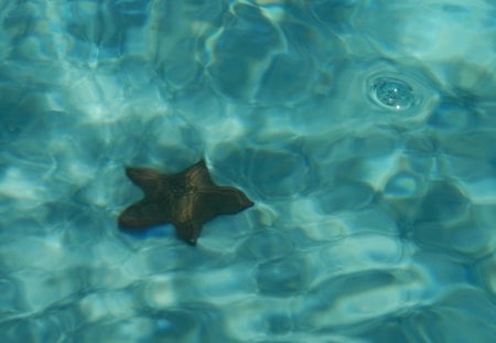 Underwater - starfish, cielo, cozumel, underwater