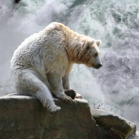 Bear at waterfall