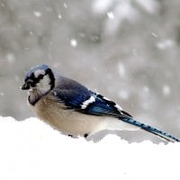 Blue Jay