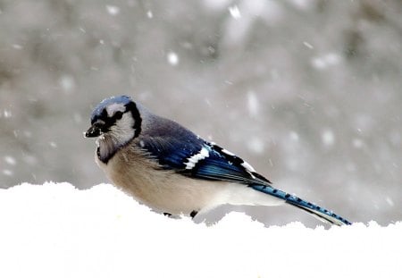 Blue Jay - bird, blue, snow, jay