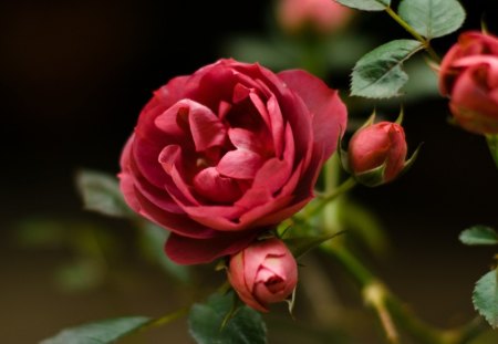 Rose - leaf, flower, nature, rose