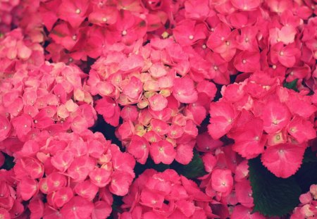 Pink Flowers - flower, pink, nature, rose