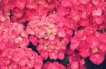 Pink Flowers