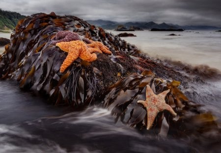 Beach of Sealife Starfish - starfish, beaches, nature, sealife