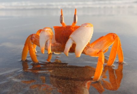 Crab - fish, sand, crab, water