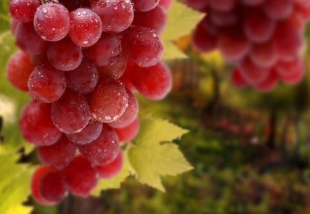 Red Grapes - red, fruit, nature, grapes, autumn