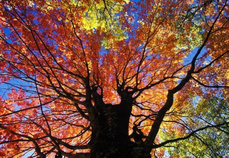 Autumn Tree - sky, leaves, colors, sun