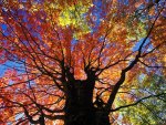 Autumn Tree