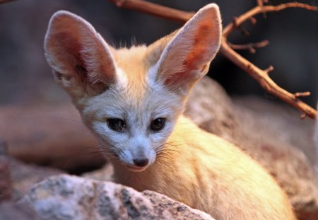 Fennek. Fox - long, fennek, fox, ears