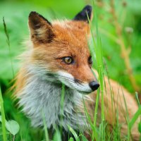 Fox